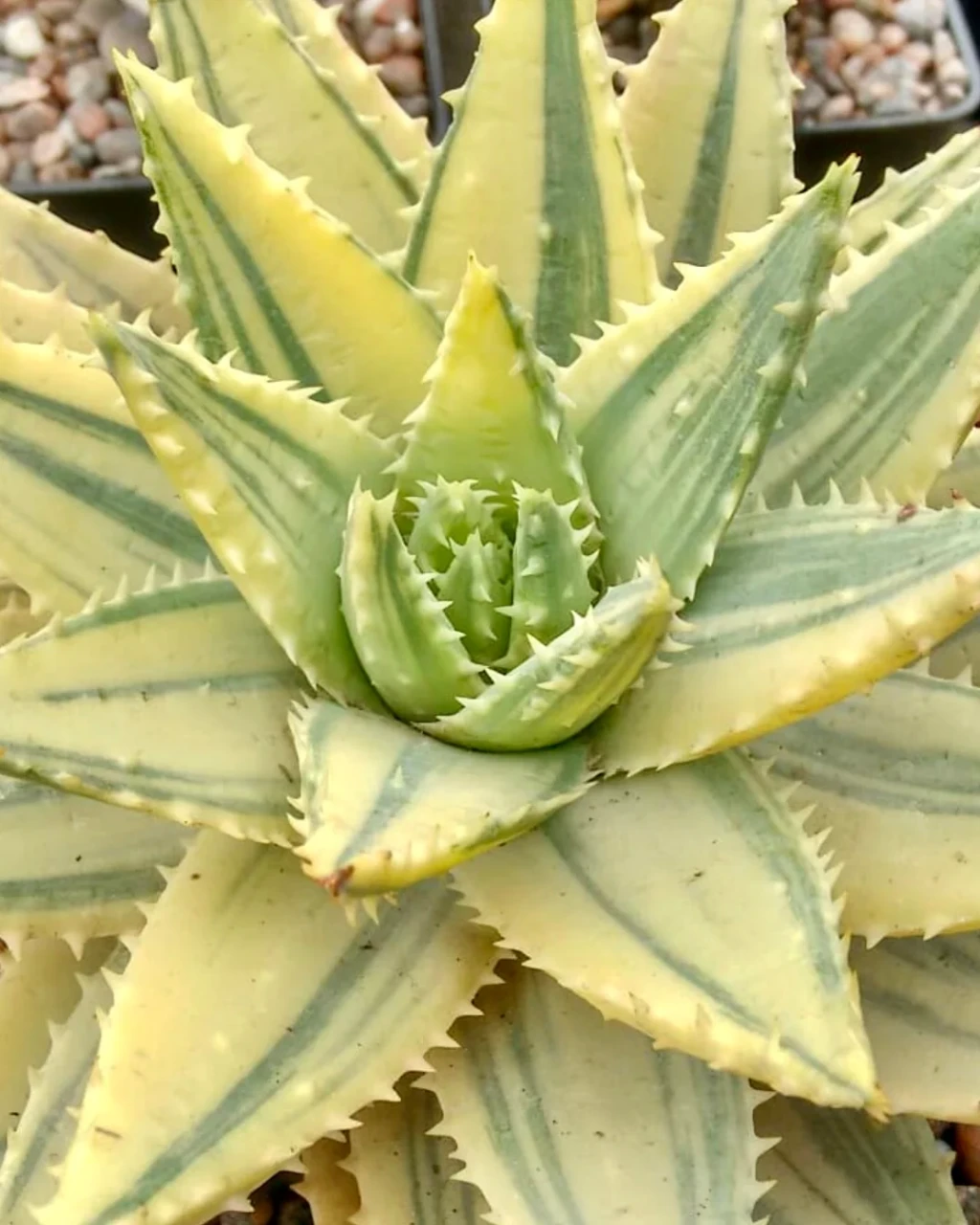 Aloe brevifolia 'Variegata'