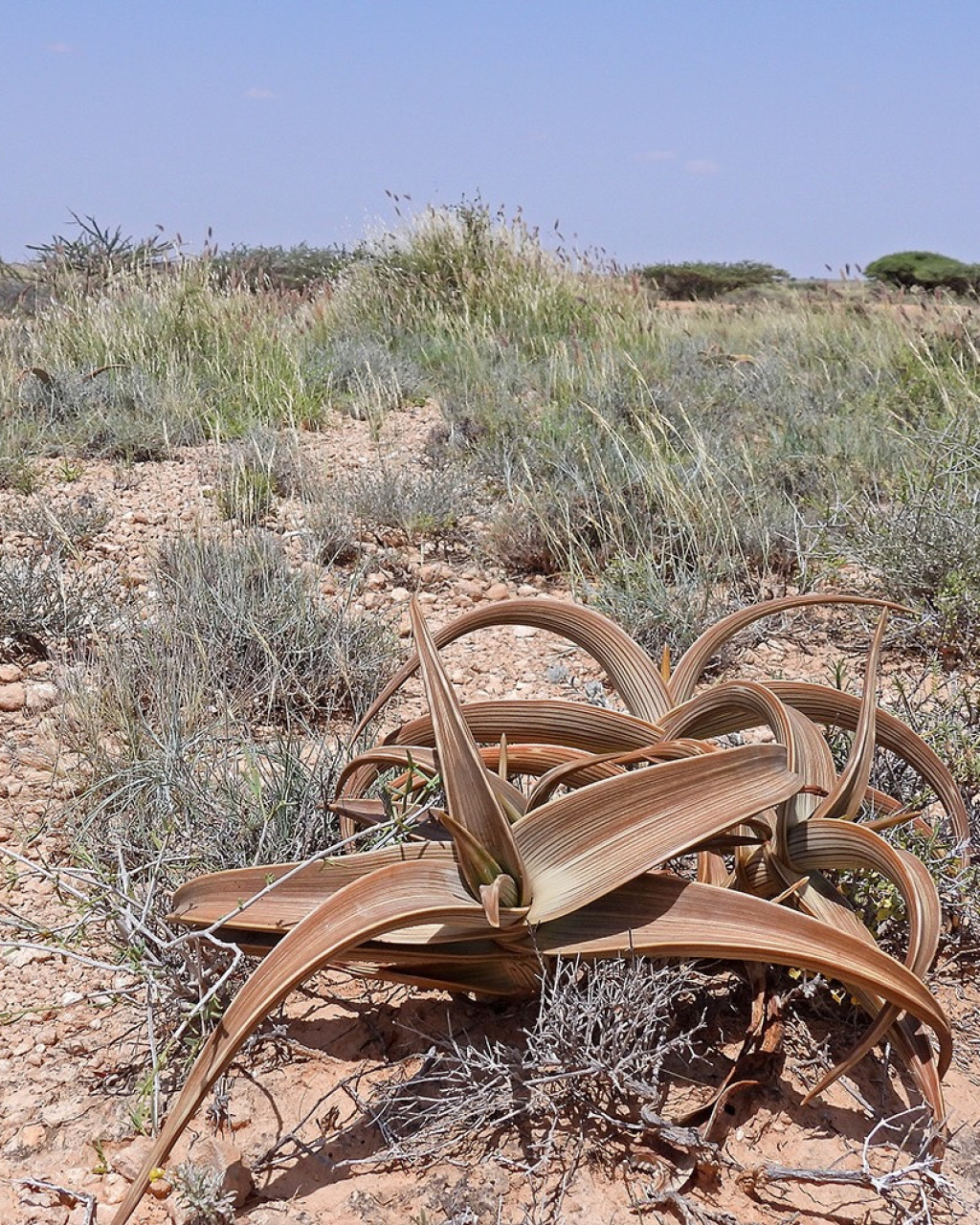 Aloe brunneostriata