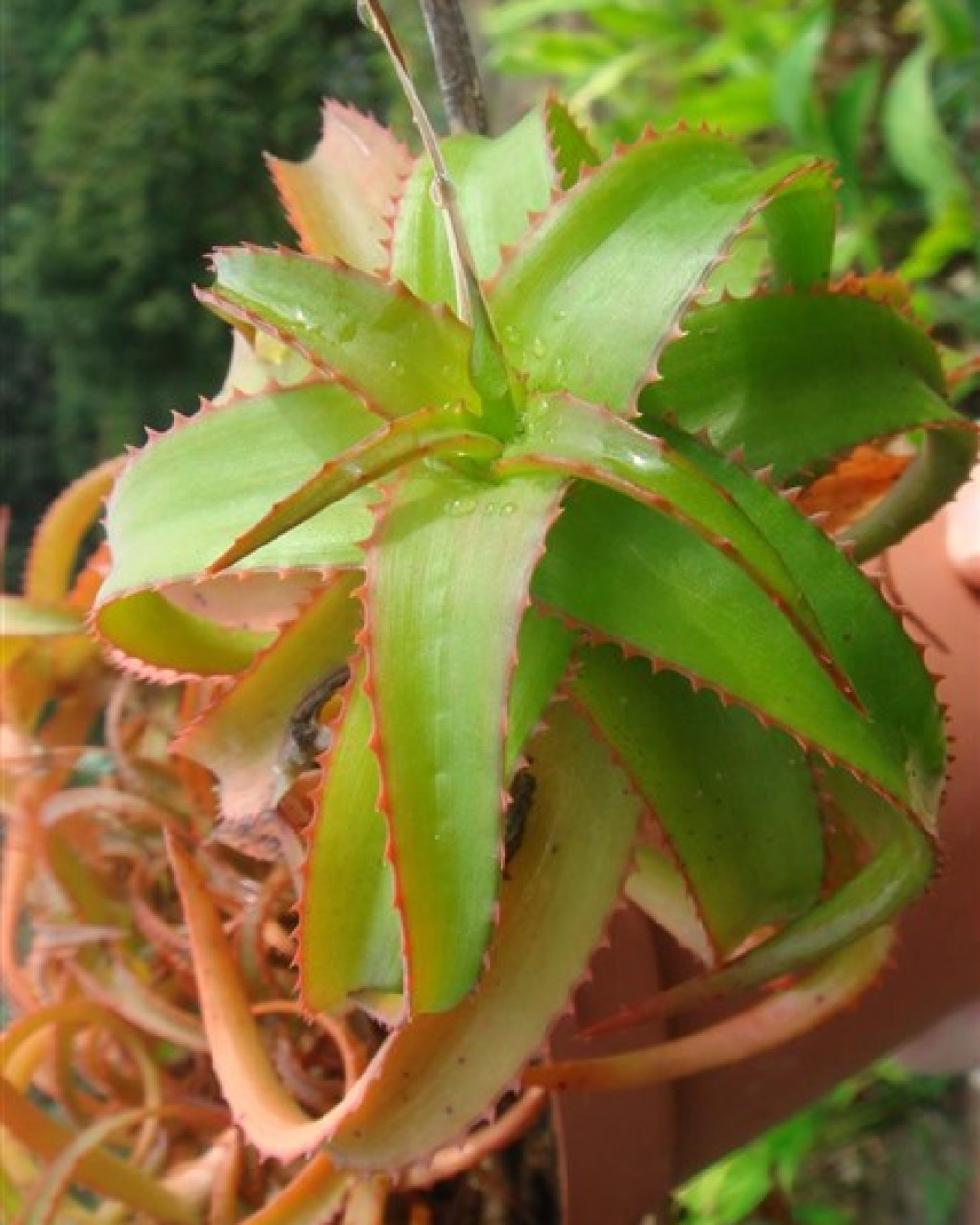 Aloe bruynsii