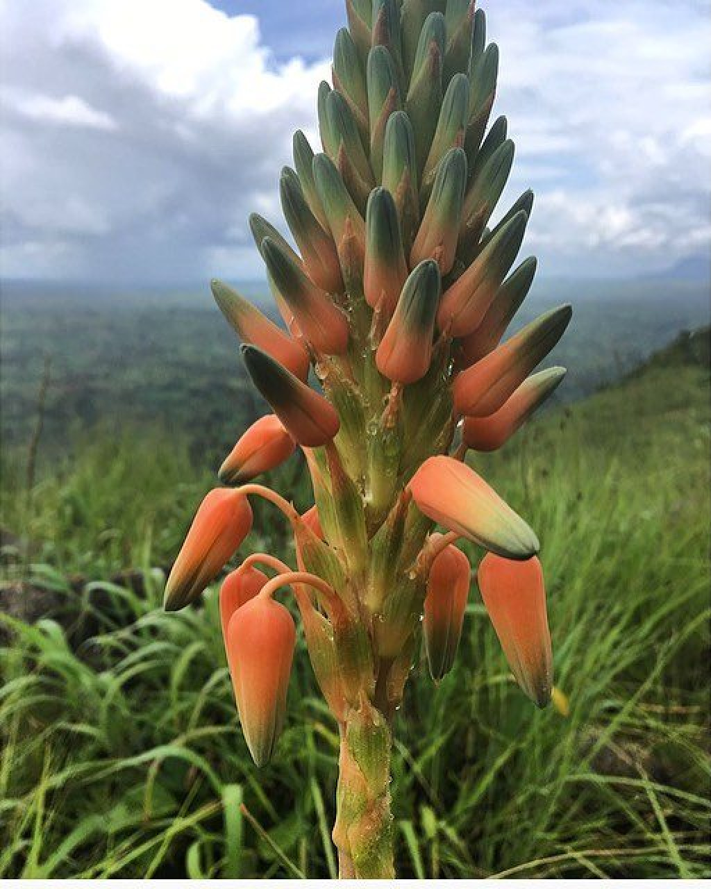 Aloe buchananii