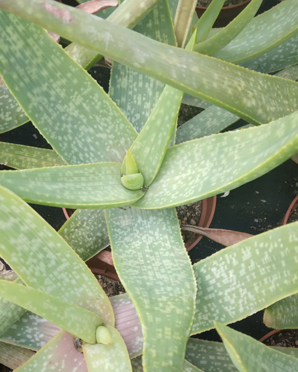 Aloe buhrii