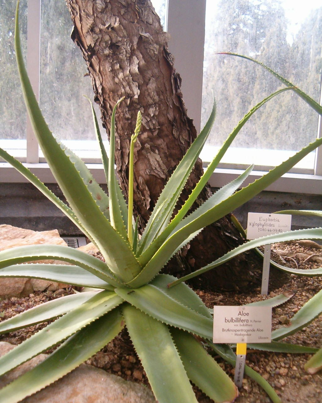 Aloe bulbillifera