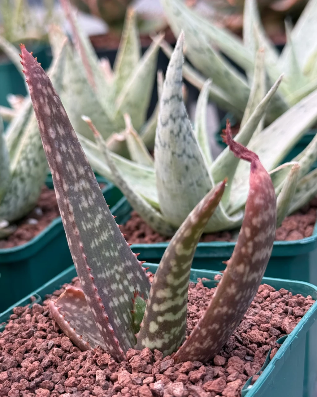 Aloe burgersfortensis