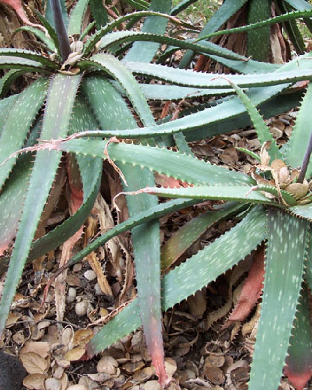 Aloe Burgersfortensis