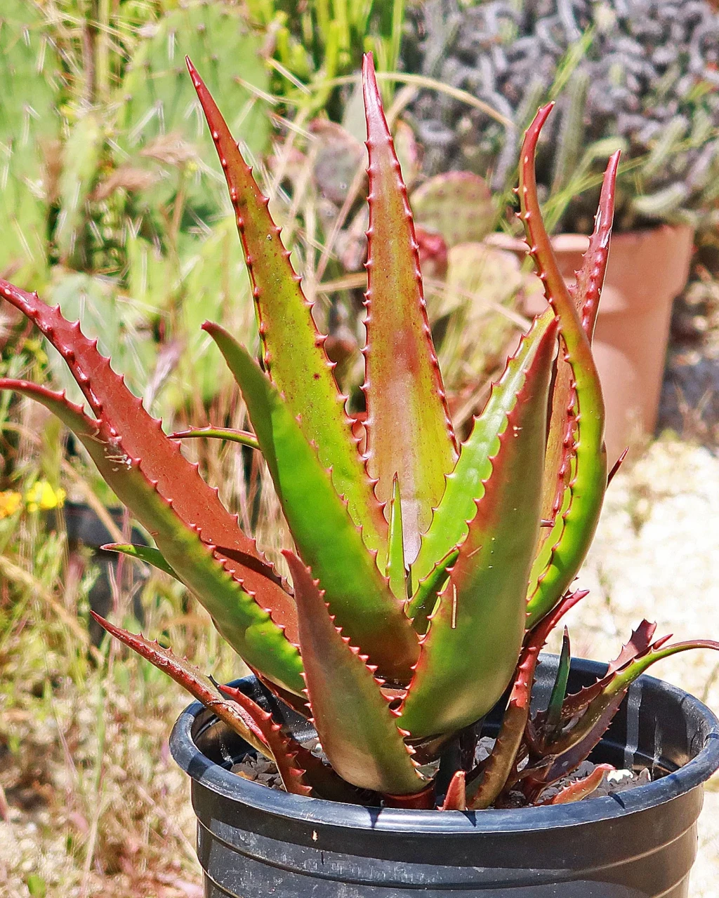 Aloe bussei
