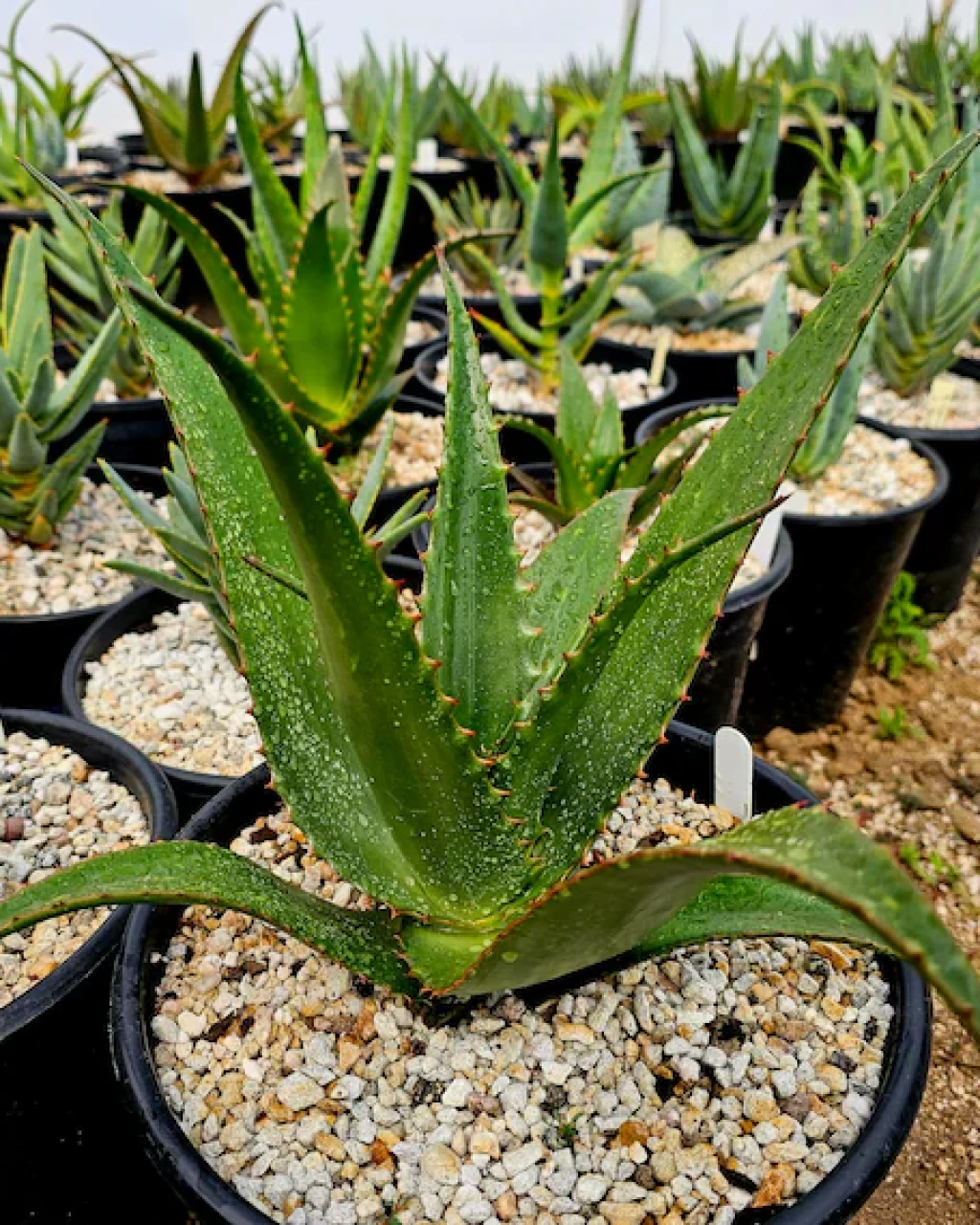 Aloe butiabana