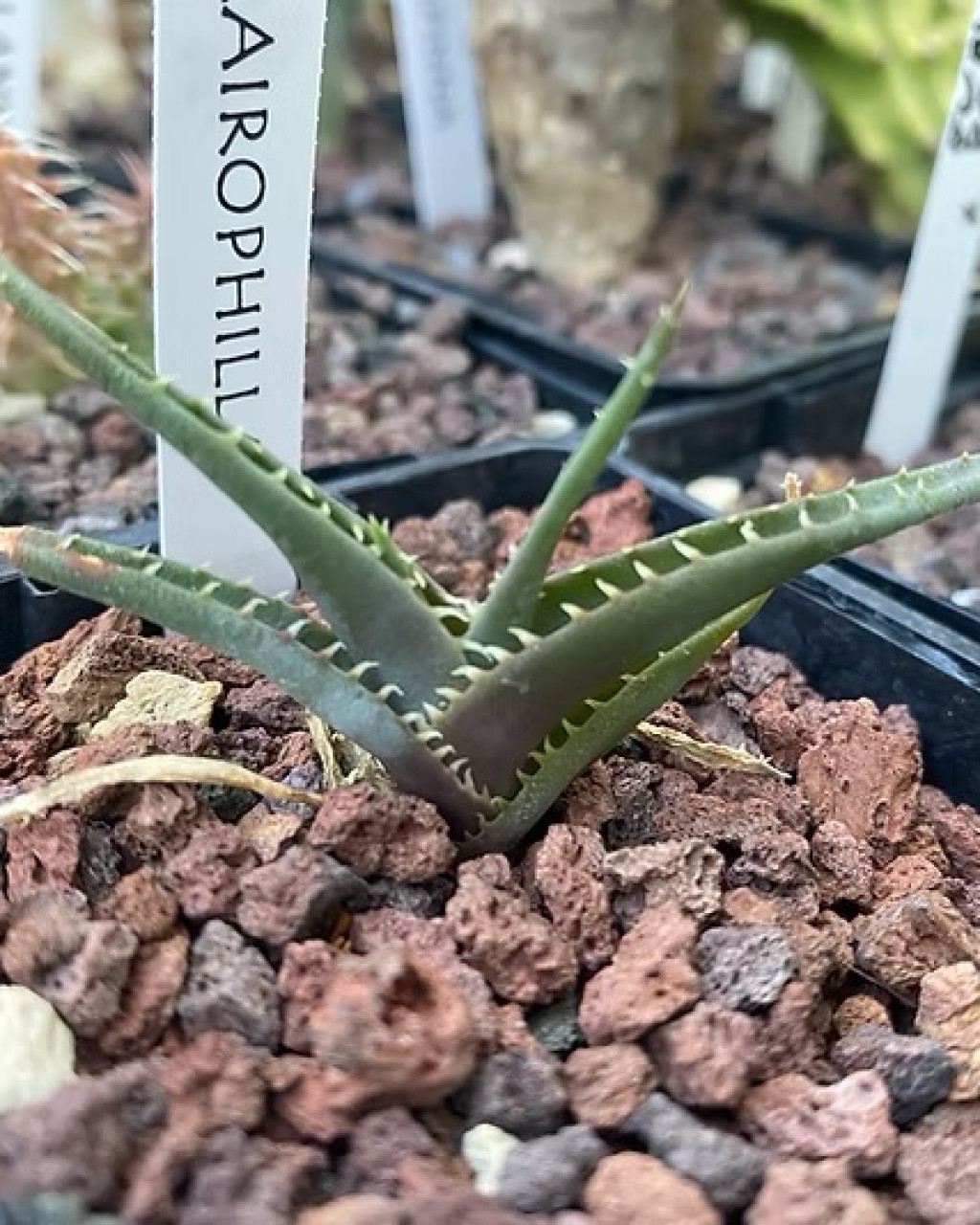 Aloe calcairophila