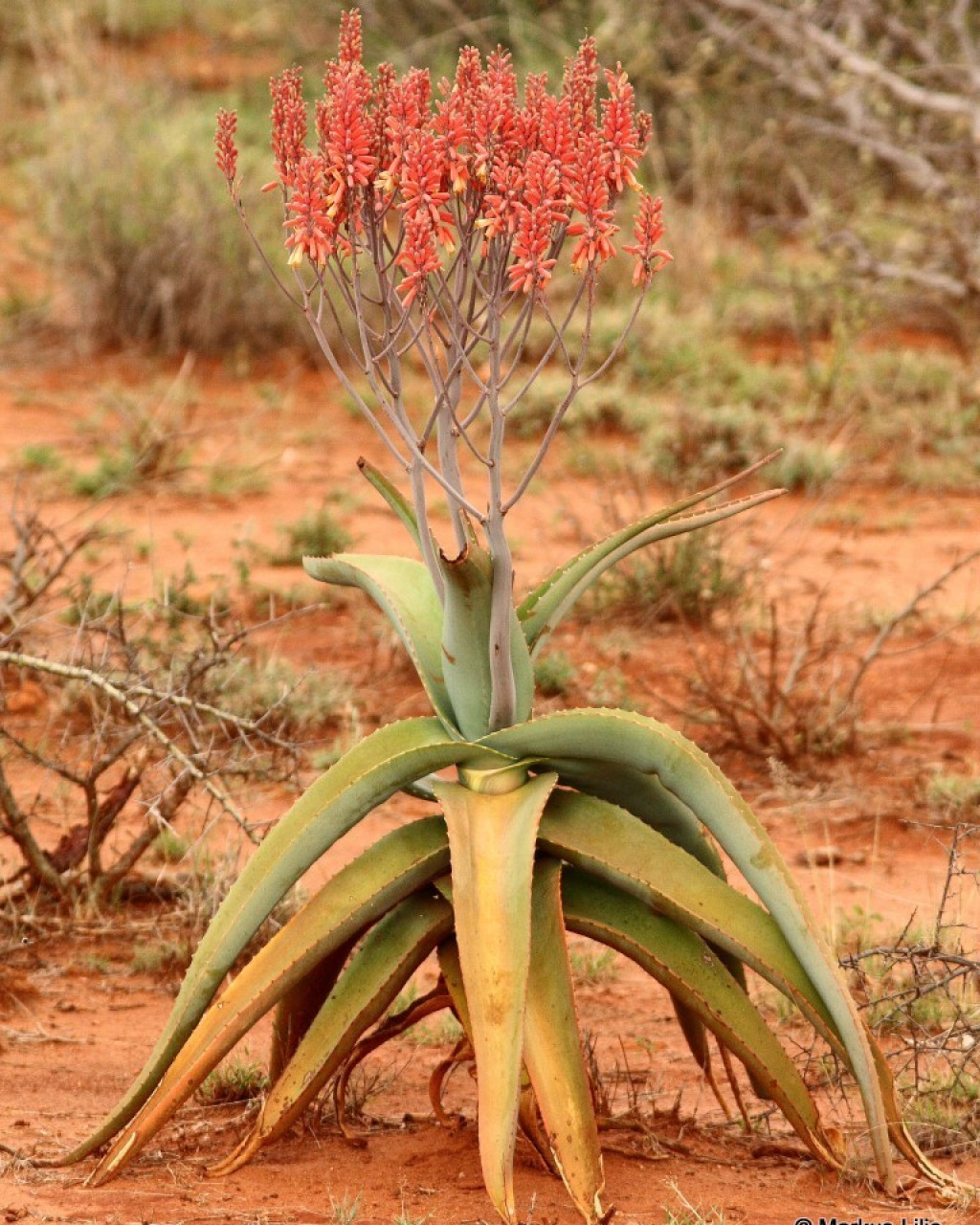 Aloe calidophila