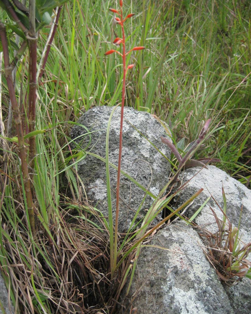 Aloe cannellii
