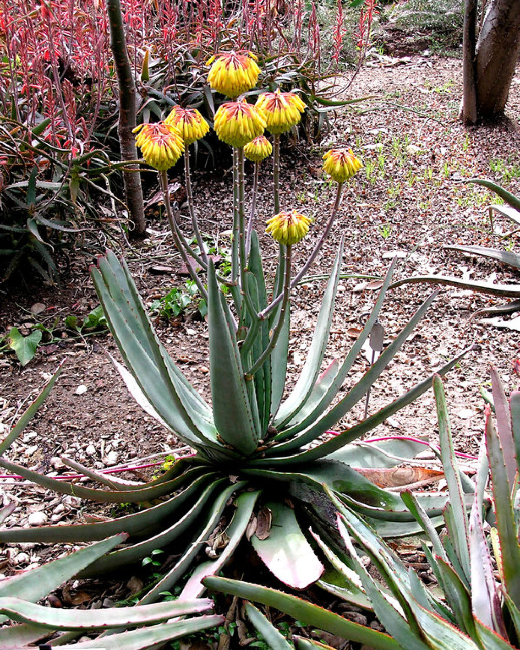 Aloe capitata