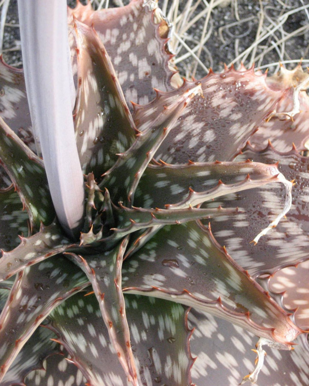 Aloe carnea