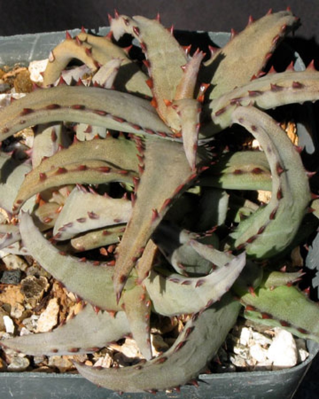 Aloe Castilloniae