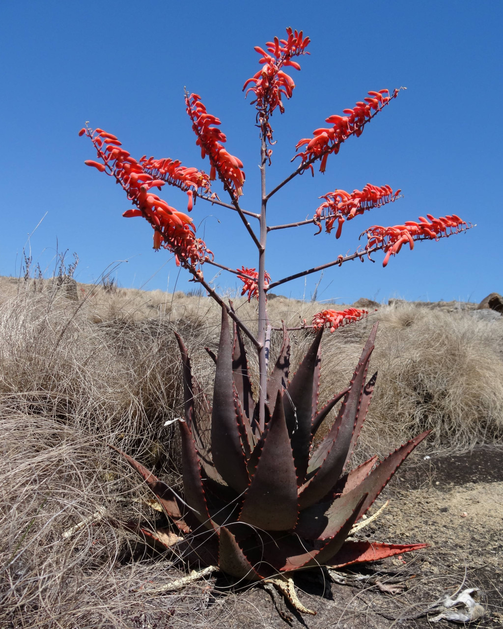 Aloe chabaudii