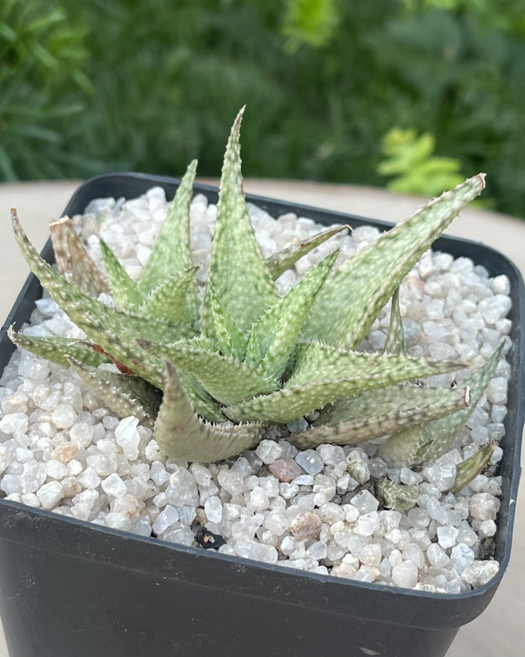 Aloe 'Chameleon'