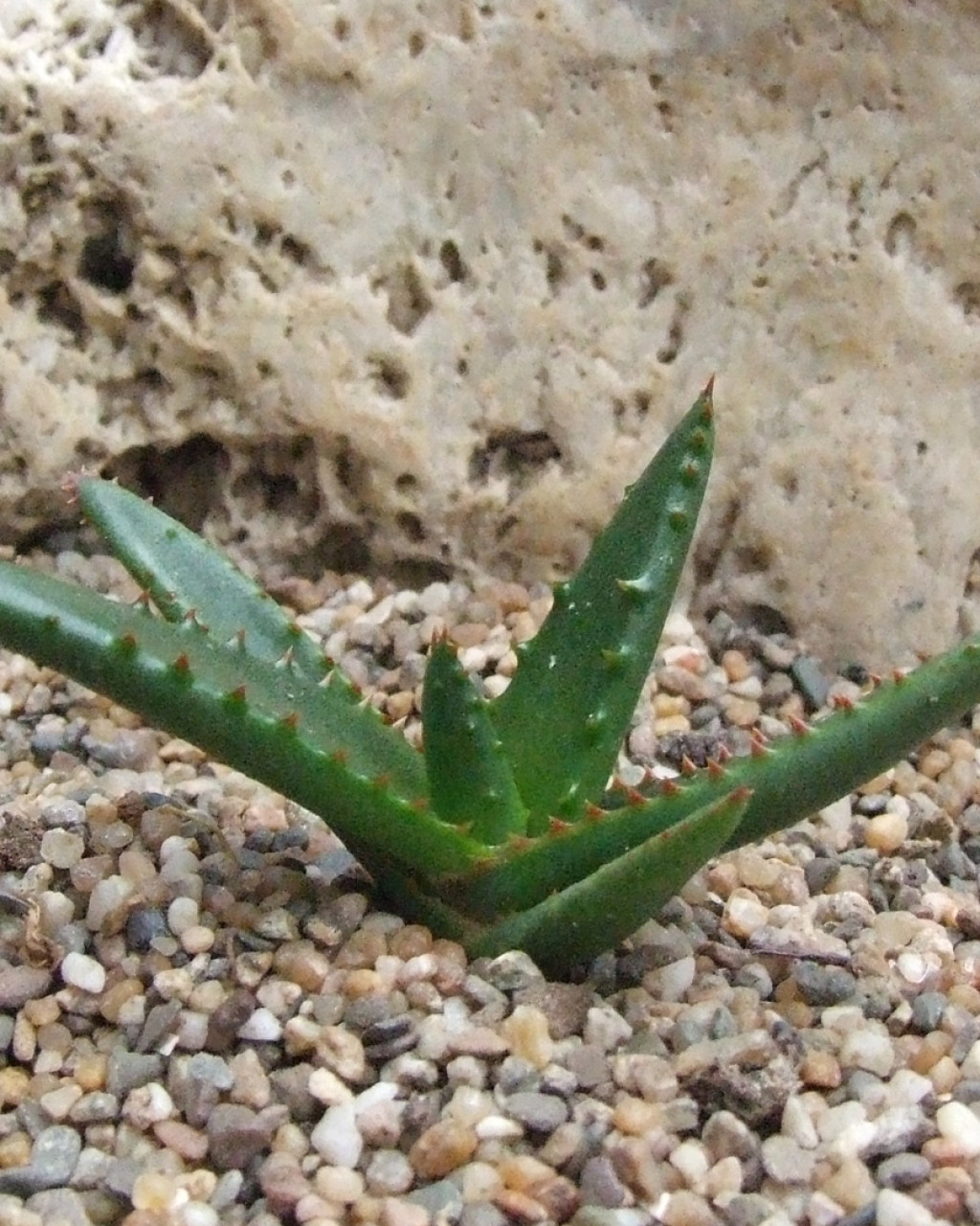 Aloe charlotteae