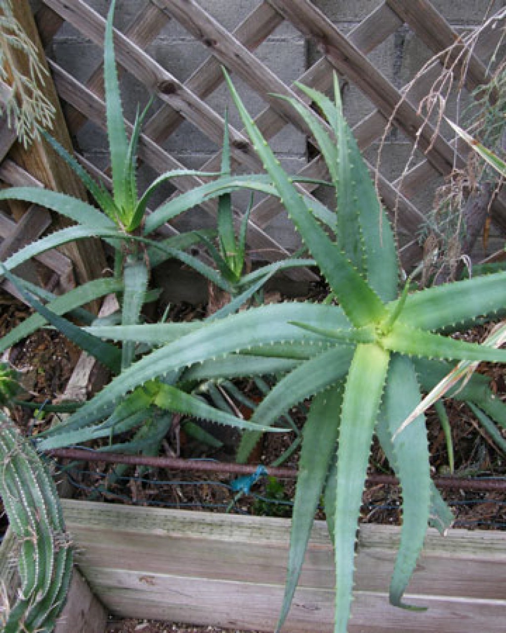 Aloe Cheranganiensis
