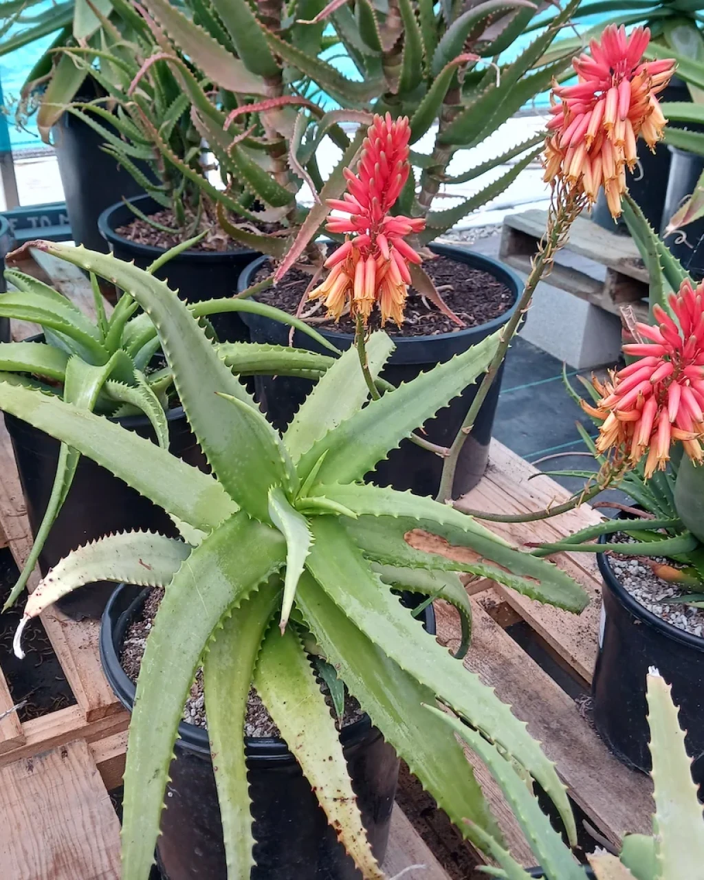 Aloe cheranganiensis