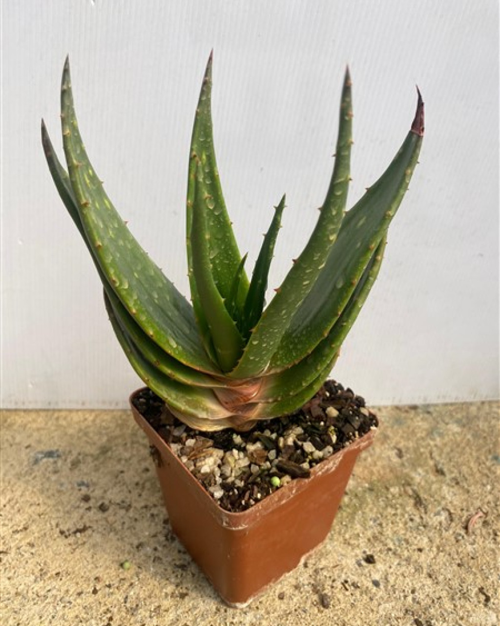 Aloe chlorantha
