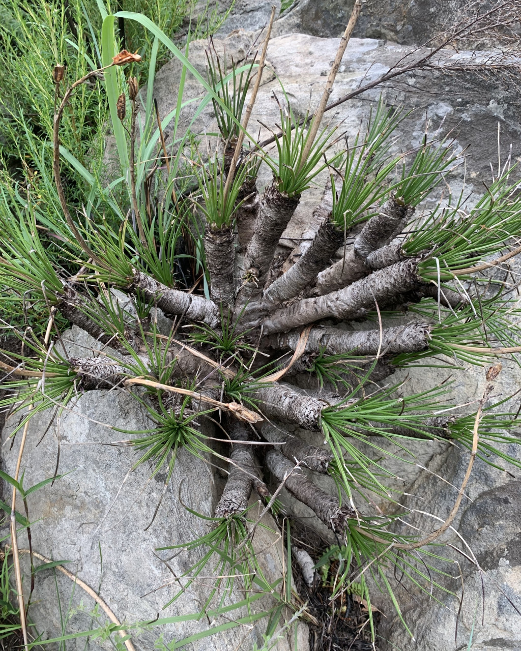 Aloe chortolirioides