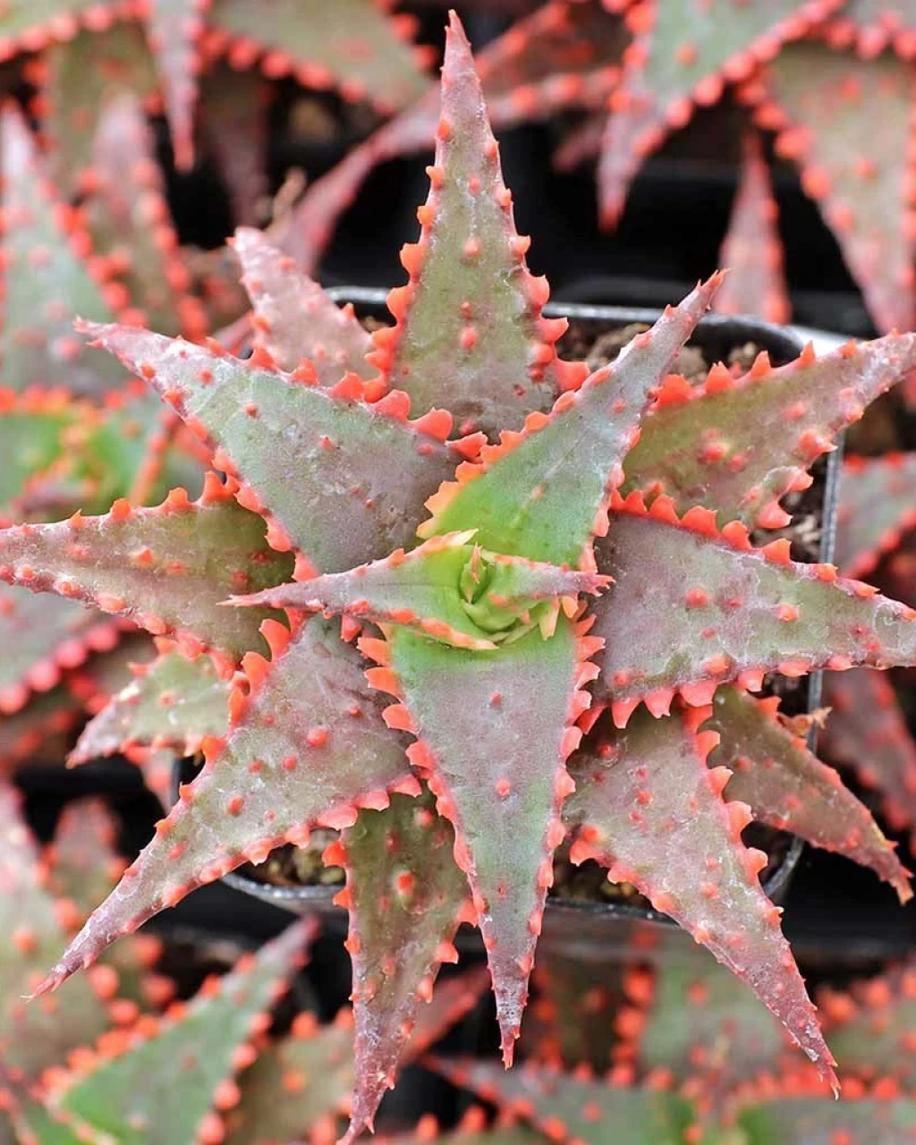 Aloe 'Christmas Sleigh'