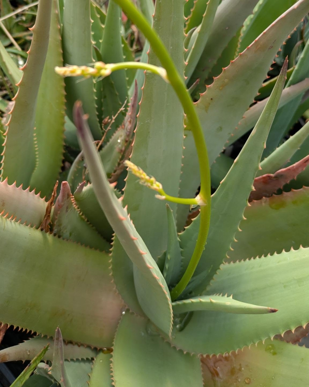 Aloe chrysostachys