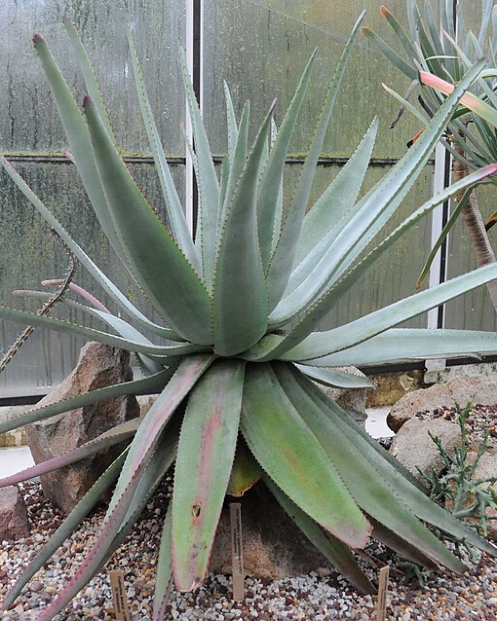 Aloe cipolinicola