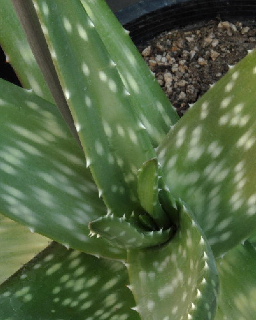 Aloe citrina