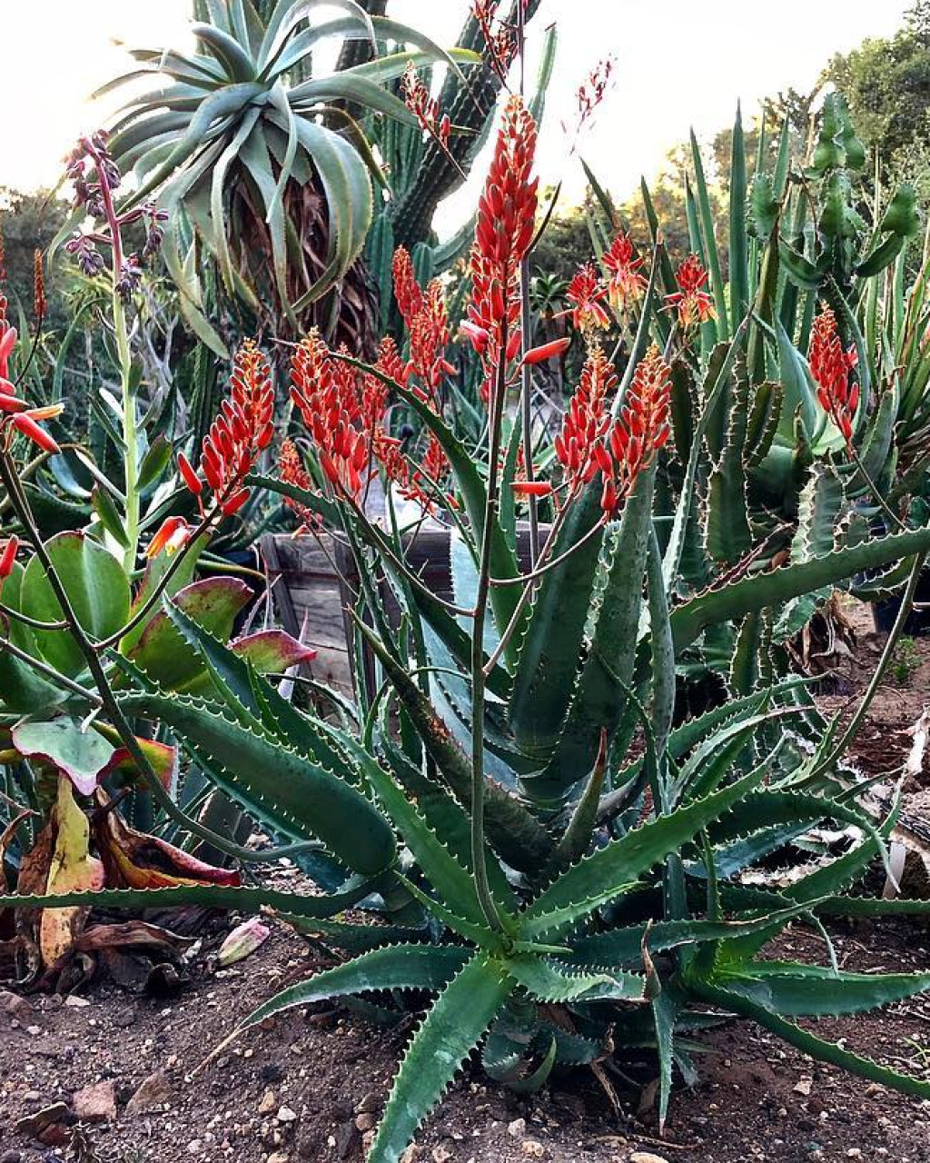 Aloe clarkei