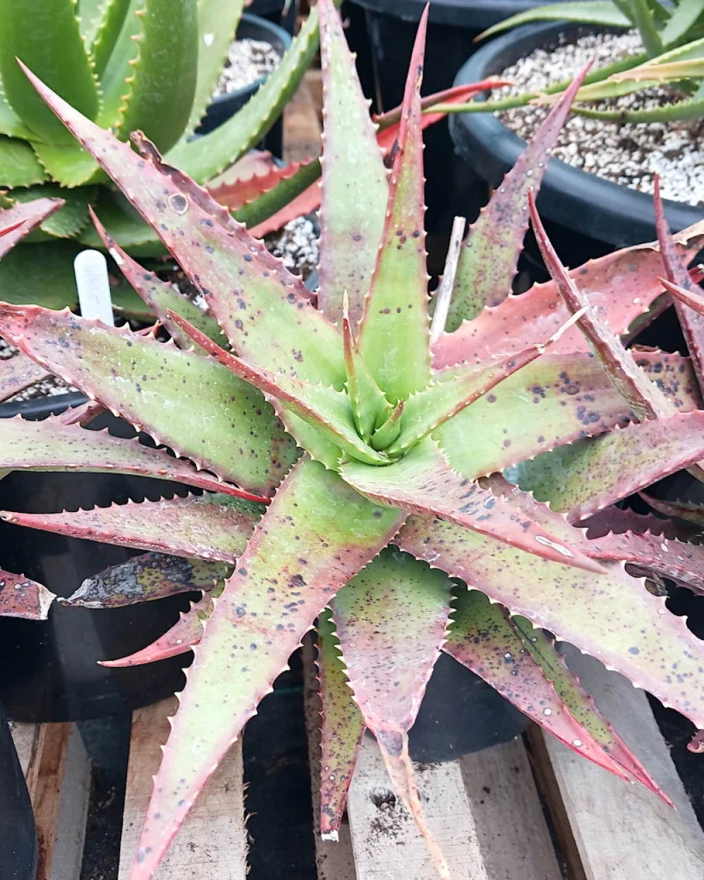 Aloe classenii