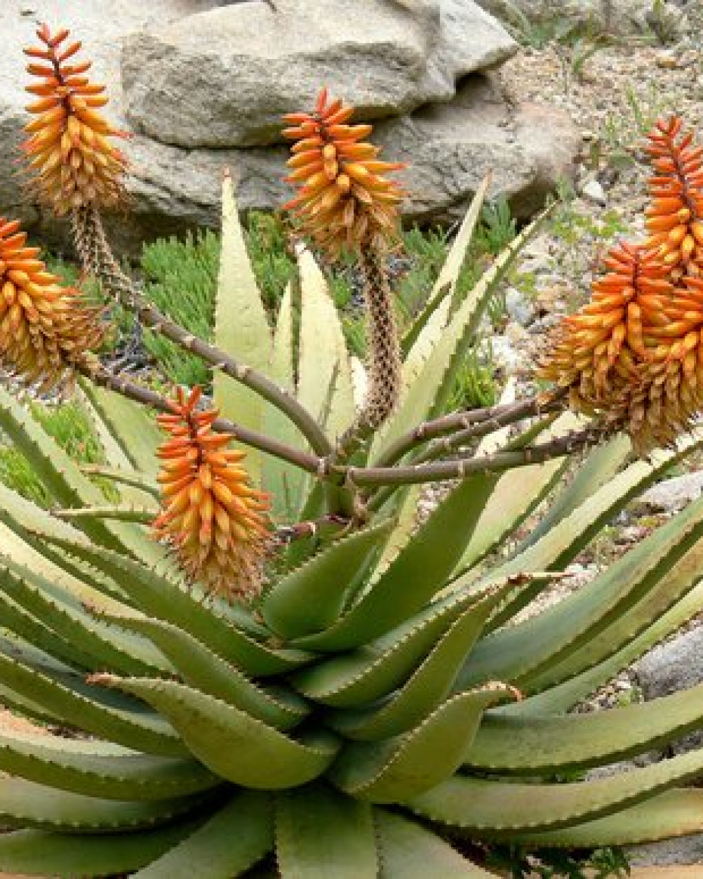 Aloe claviflora