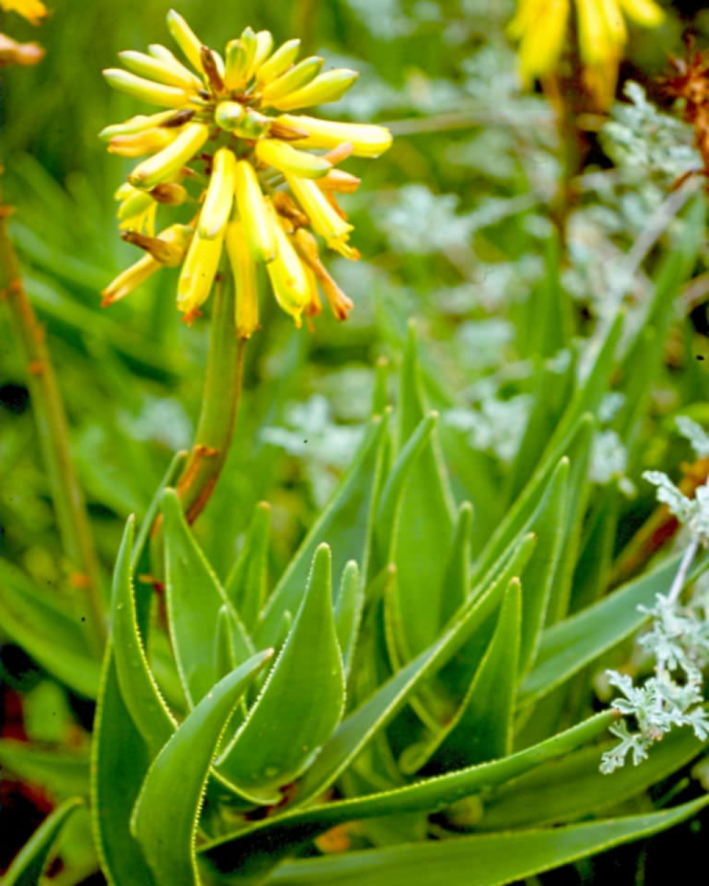 Aloe commixta