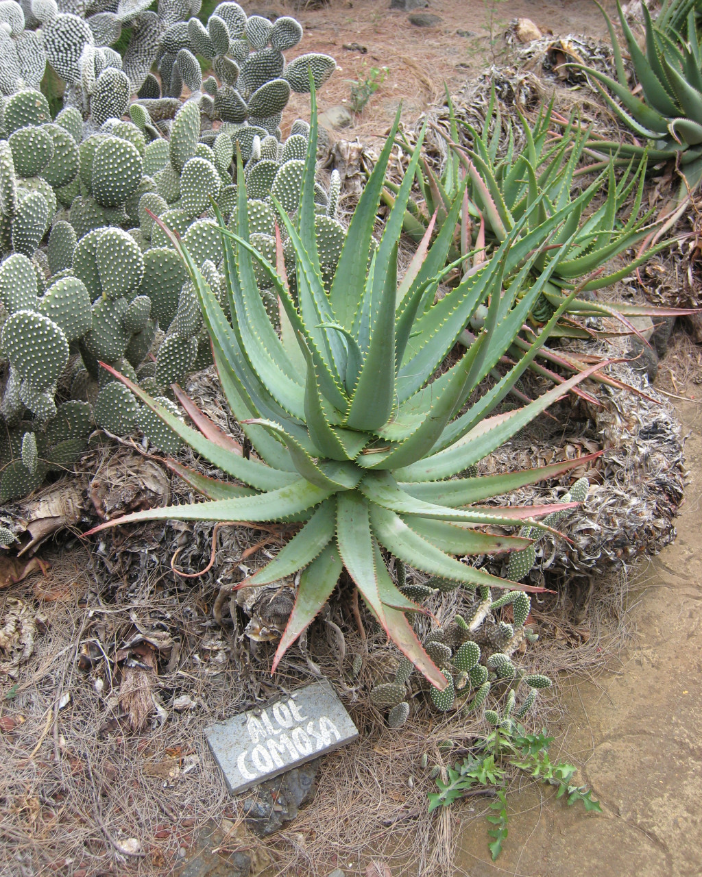 Aloe comosa