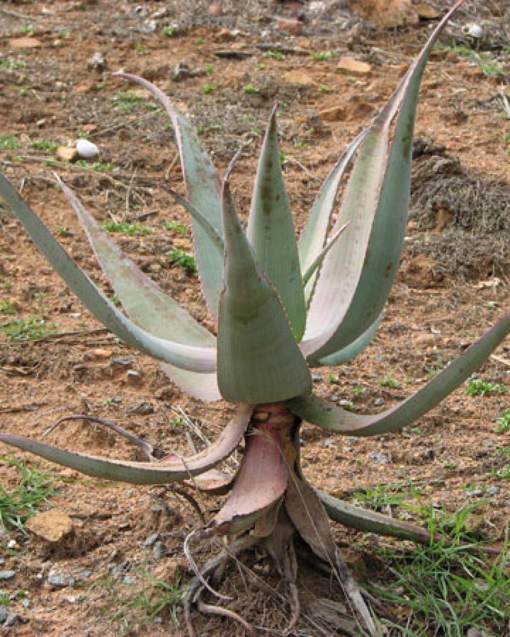 Aloe Comosa
