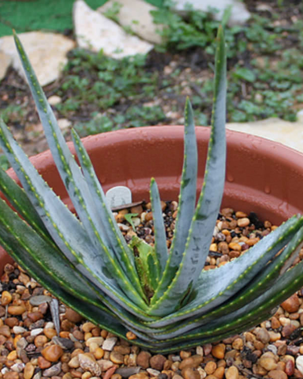 Aloe compressa