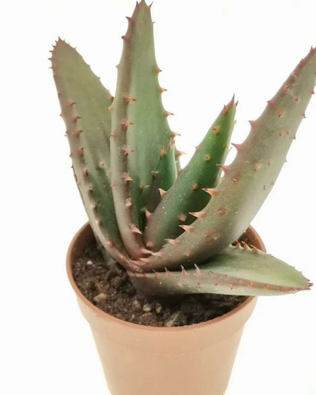 Aloe compressa var. paucituberculata