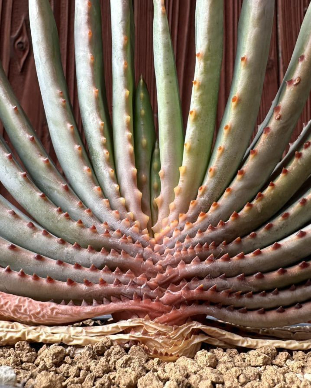 Aloe compressa var. schistophila