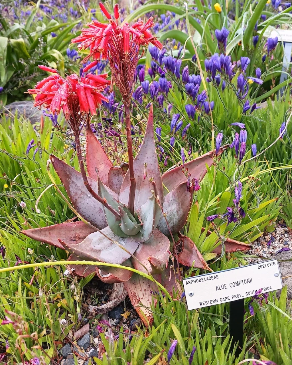 Aloe comptonii