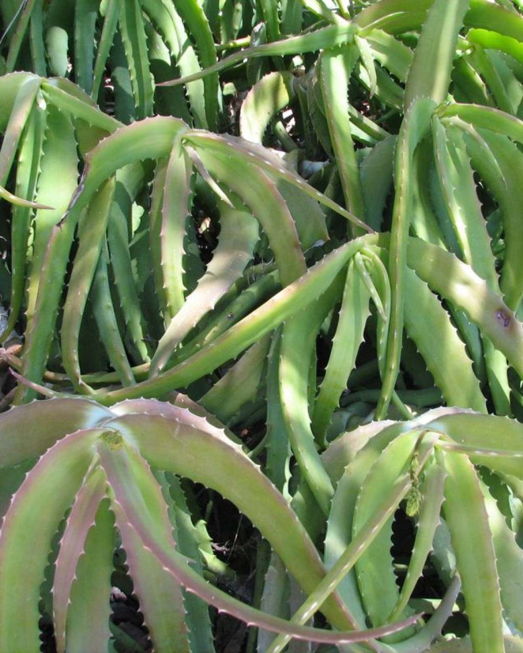 Aloe confusa