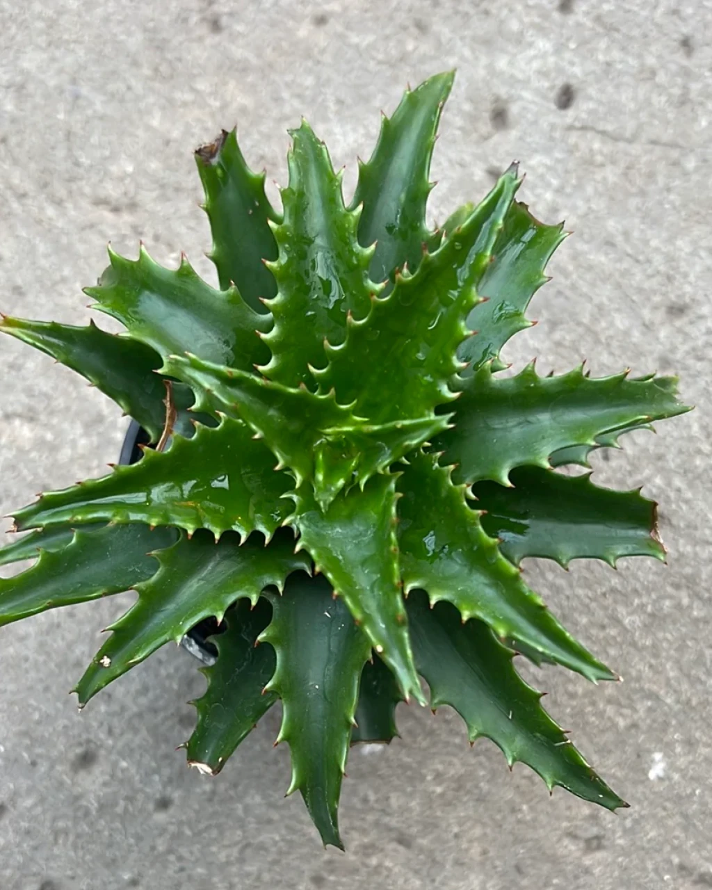 Aloe congolensis