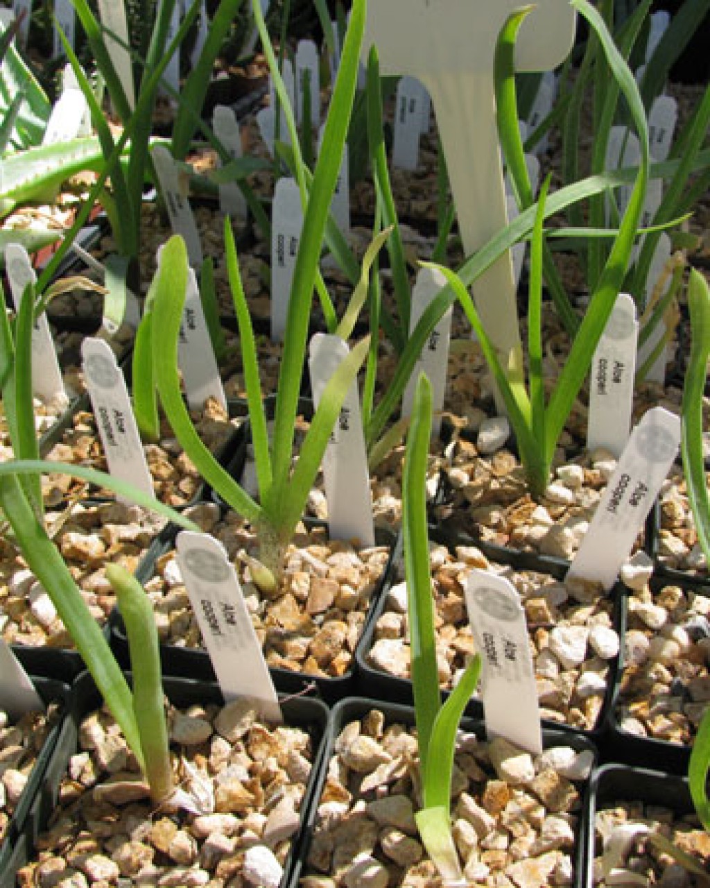 Aloe Cooperi