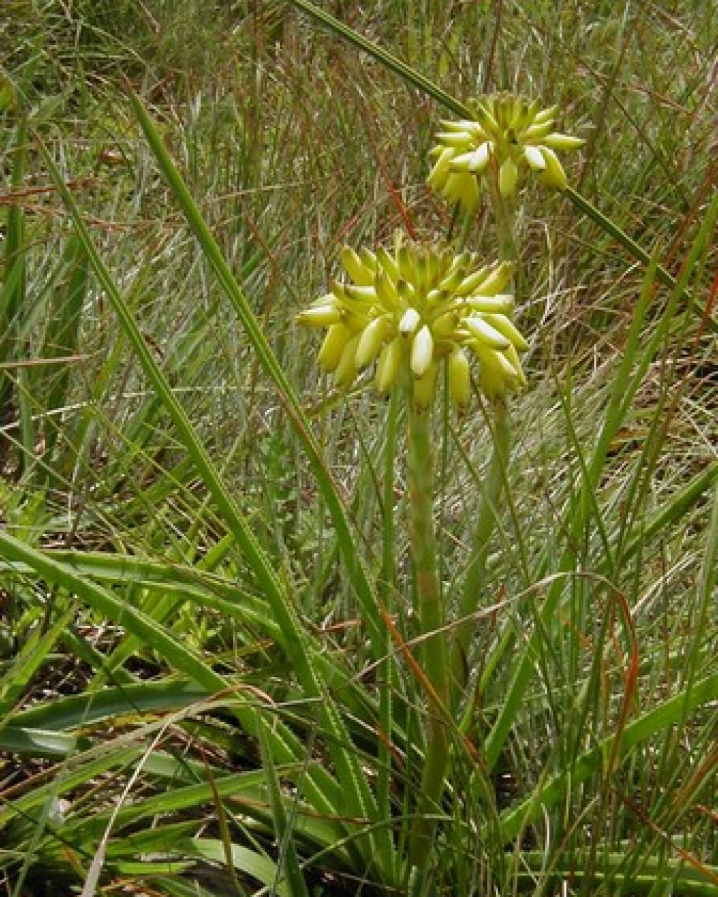 Aloe craibii