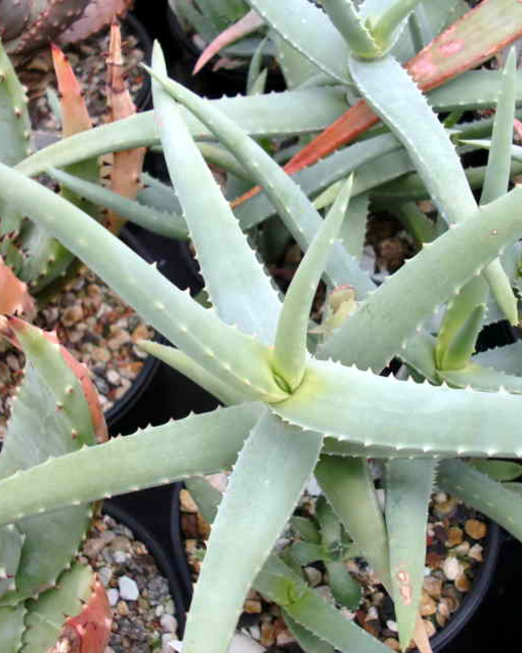 Aloe cremnophila