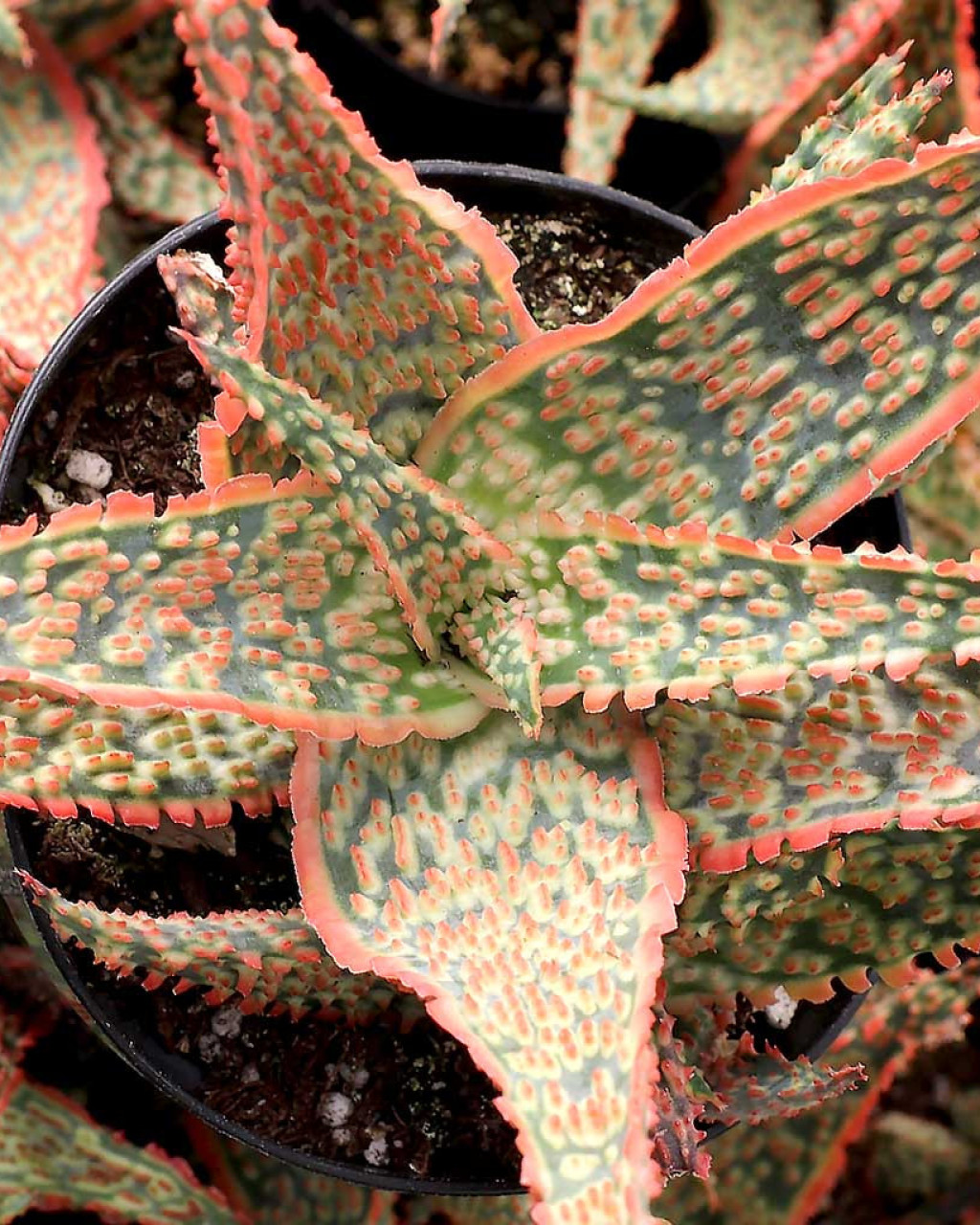 Aloe 'Crimson Dragon'
