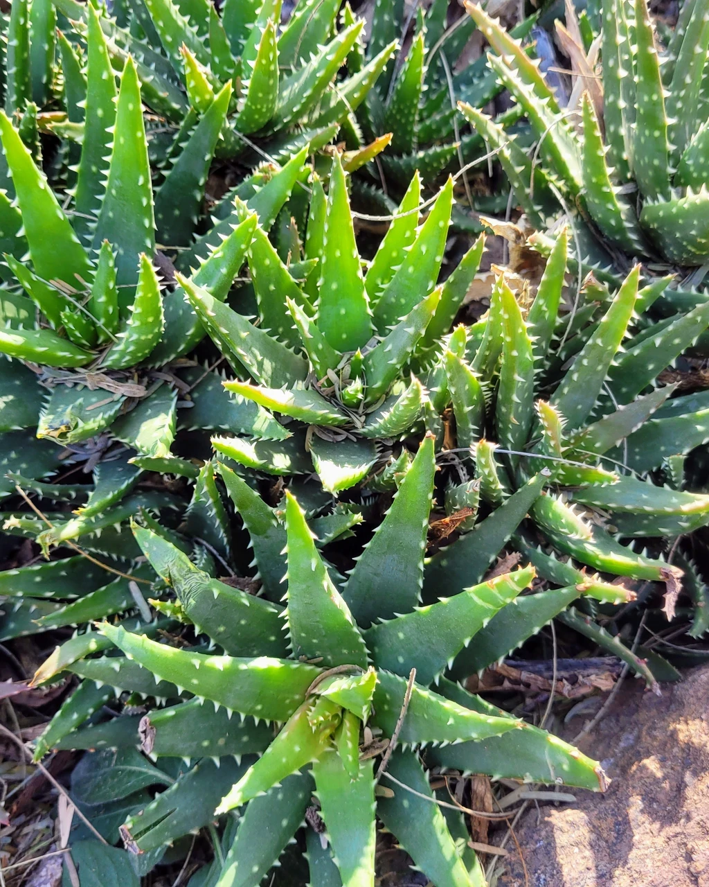 Aloe 'Crosby's Prolific'