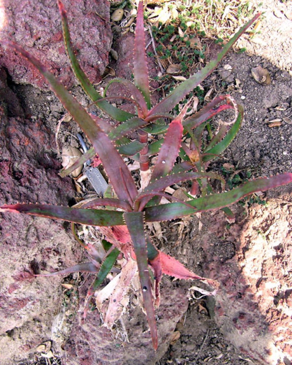 Aloe Cryptophylla