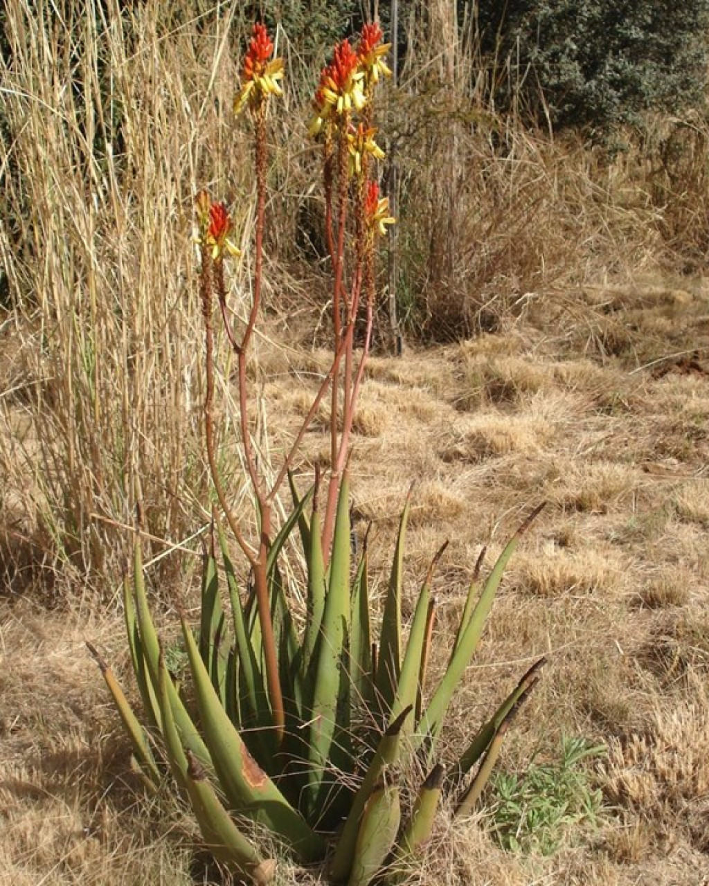 Aloe cryptopoda