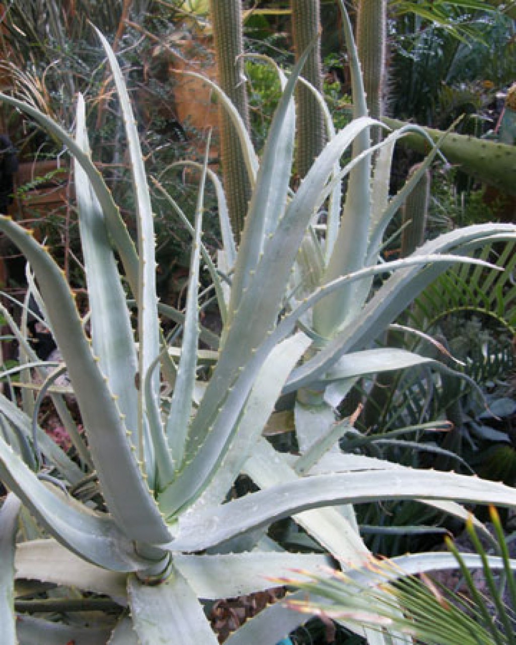 Aloe Decaryi