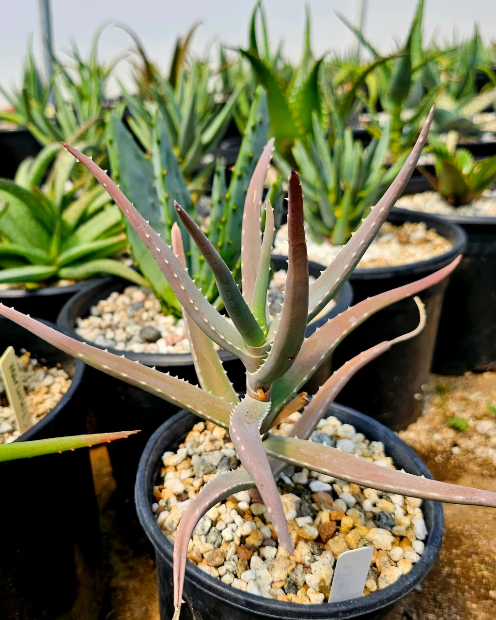 Aloe decaryi