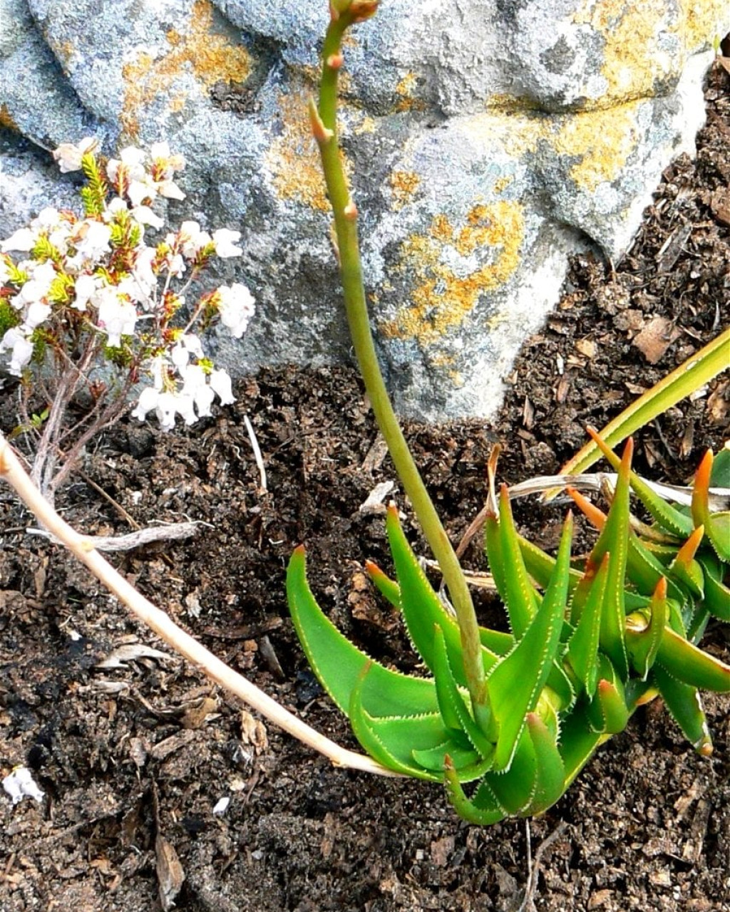 Aloe decumbens