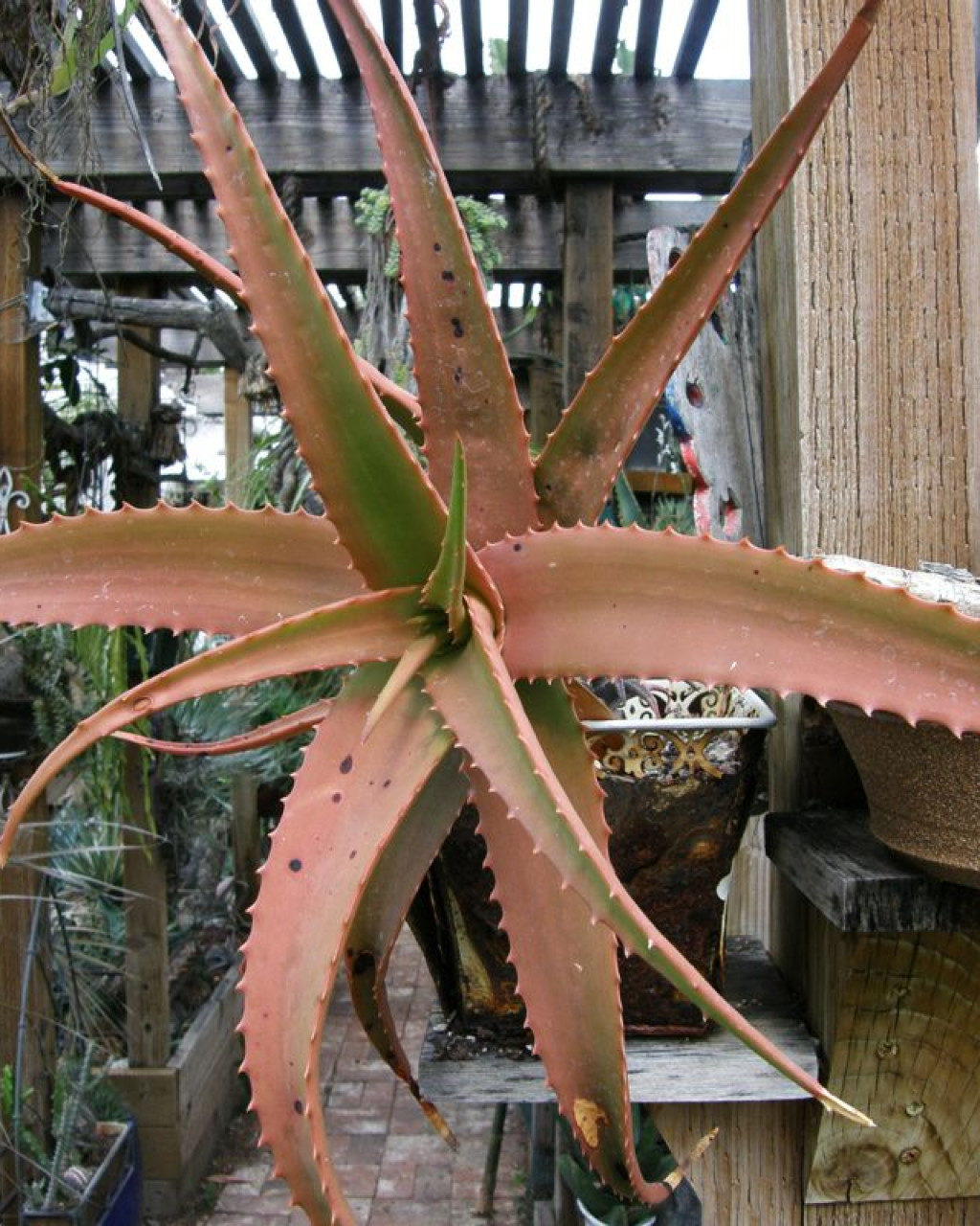 Aloe decurva
